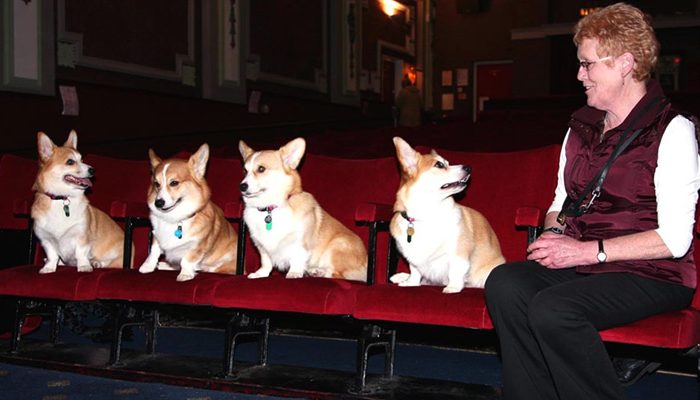 Before the screening of film 'The Queen', starring Helen Mirren, there was a guest appearance of the four corgi stars of the film and their trainer and owner, Liz.